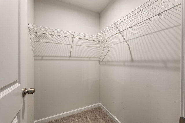 spacious closet with carpet flooring