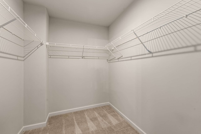 walk in closet with carpet flooring