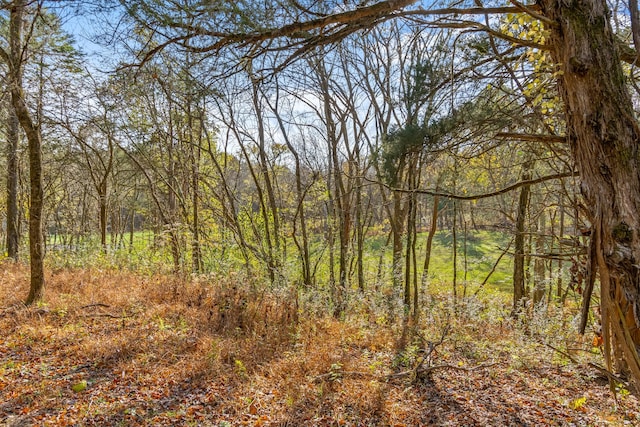 view of local wilderness