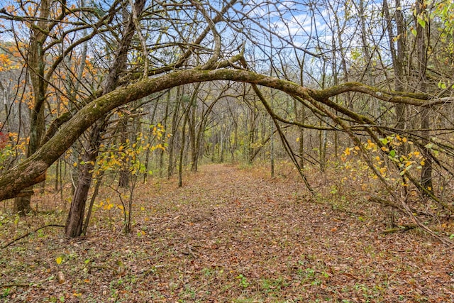 view of local wilderness