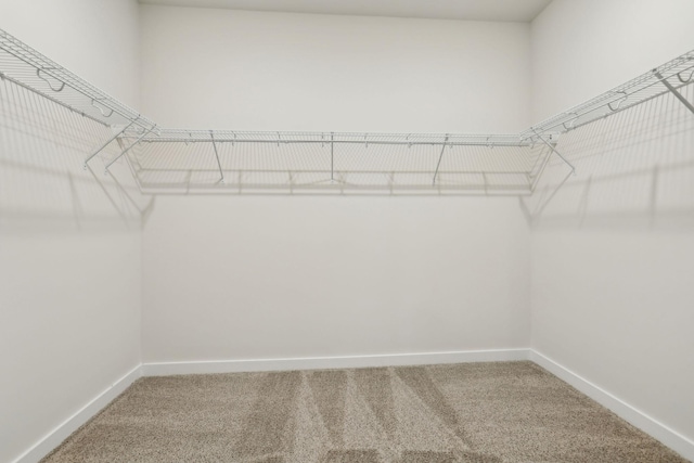 walk in closet with carpet floors