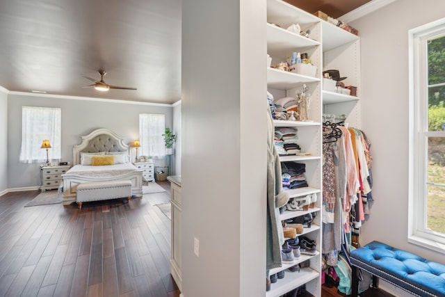 bedroom with ceiling fan, dark wood-type flooring, ornamental molding, and multiple windows