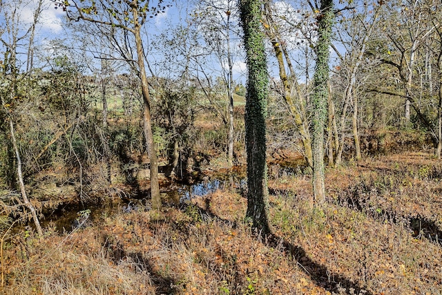 view of local wilderness