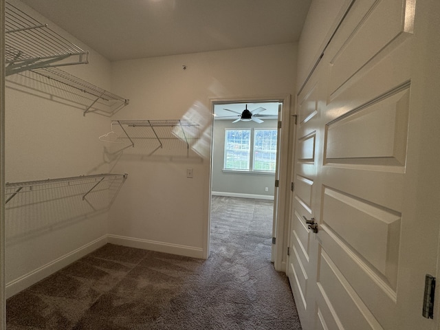 walk in closet featuring dark colored carpet and ceiling fan