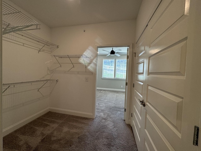 900 Vintage Green Ln Unit 301, Franklin, TN 37064 - walk in closet featuring carpet floors and a ceiling fan