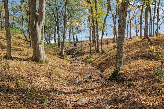 view of local wilderness