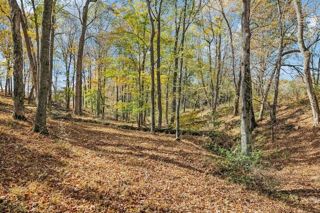 view of local wilderness