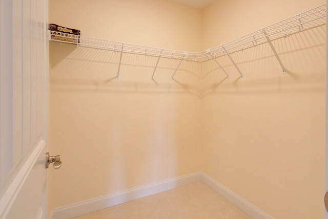 walk in closet with carpet floors