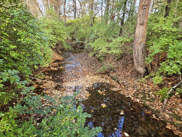 view of local wilderness