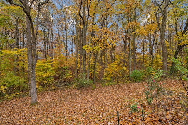 view of local wilderness