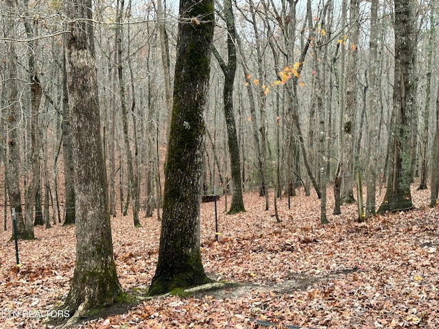 view of local wilderness