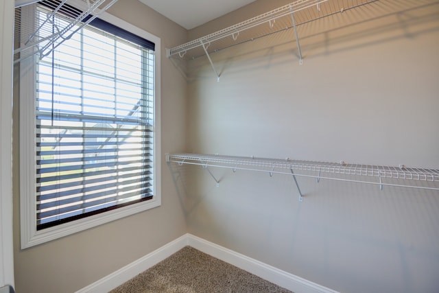 spacious closet featuring carpet