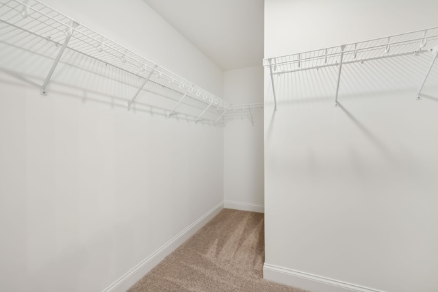 walk in closet with carpet flooring