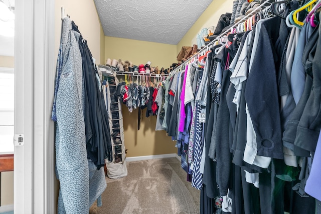 spacious closet featuring carpet