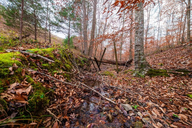 view of local wilderness