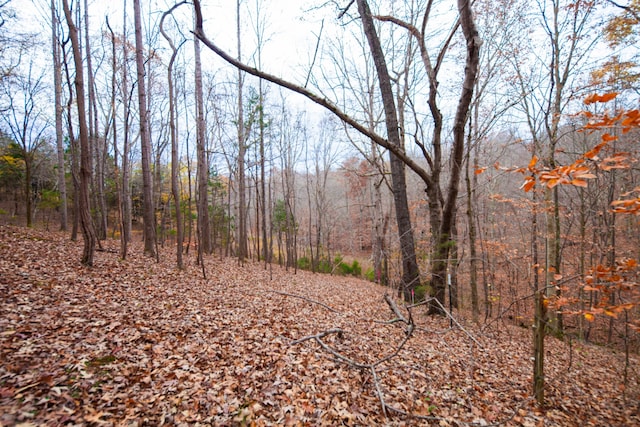 view of local wilderness