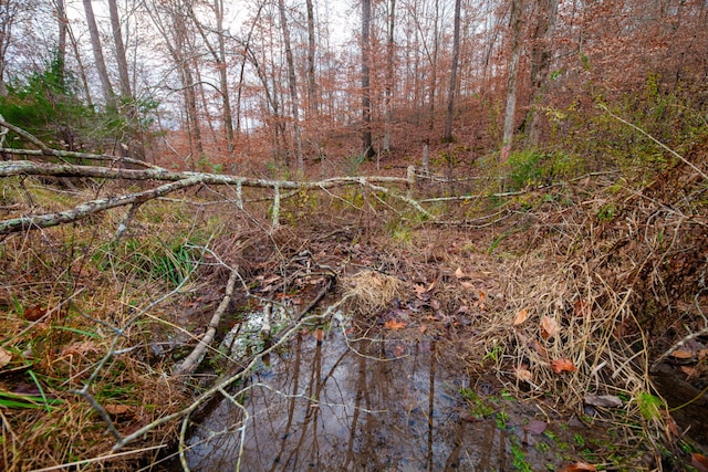 view of local wilderness