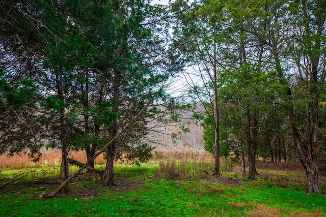 view of local wilderness