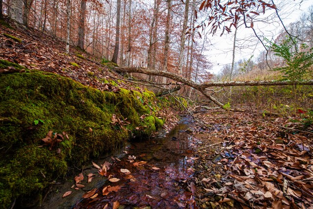 view of local wilderness