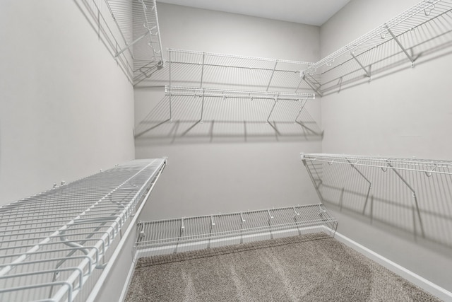 spacious closet featuring carpet flooring