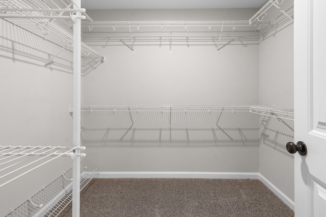 walk in closet featuring carpet flooring