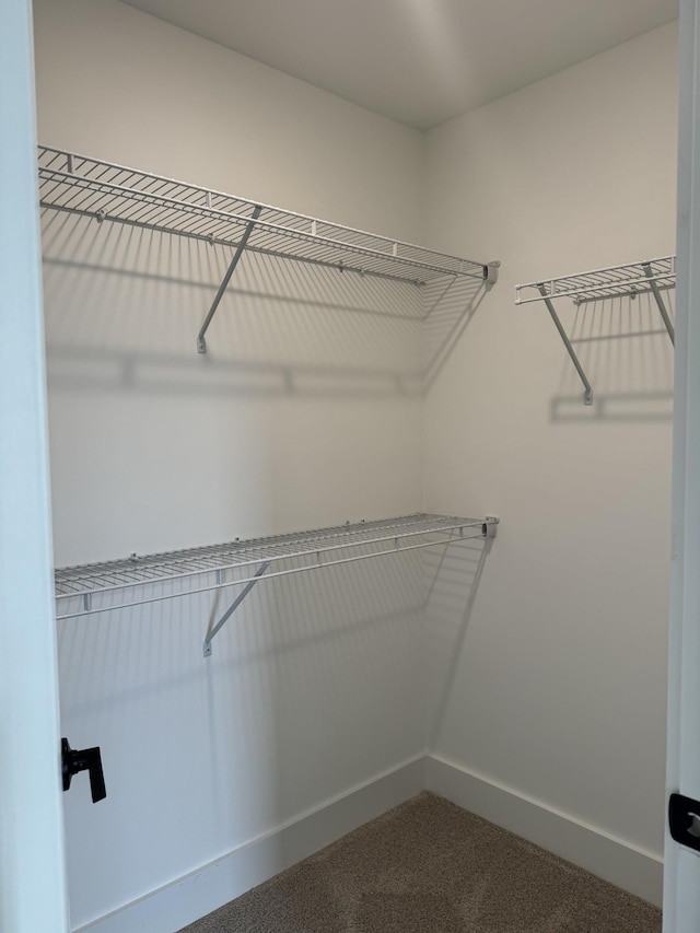 walk in closet with carpet flooring