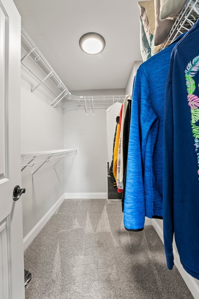 walk in closet featuring carpet flooring