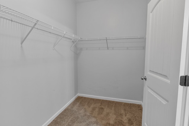 walk in closet with carpet floors