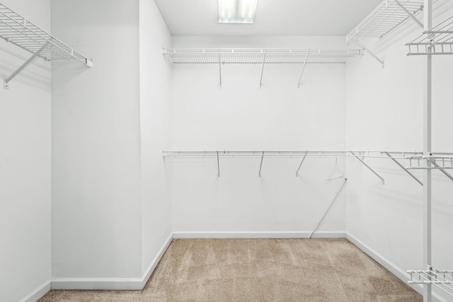 spacious closet featuring carpet floors