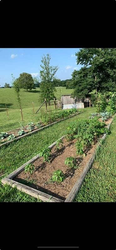 view of yard with a rural view