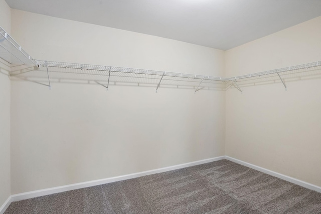 walk in closet with carpet flooring