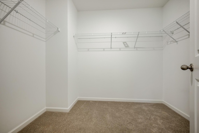 spacious closet with carpet