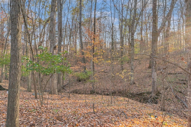 view of local wilderness