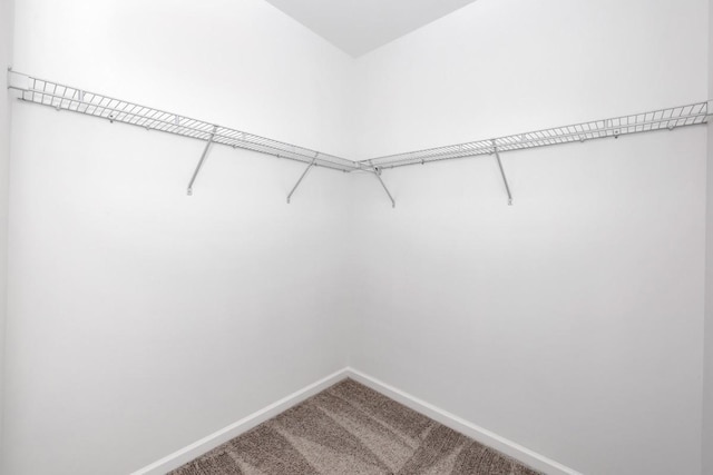 spacious closet featuring carpet floors