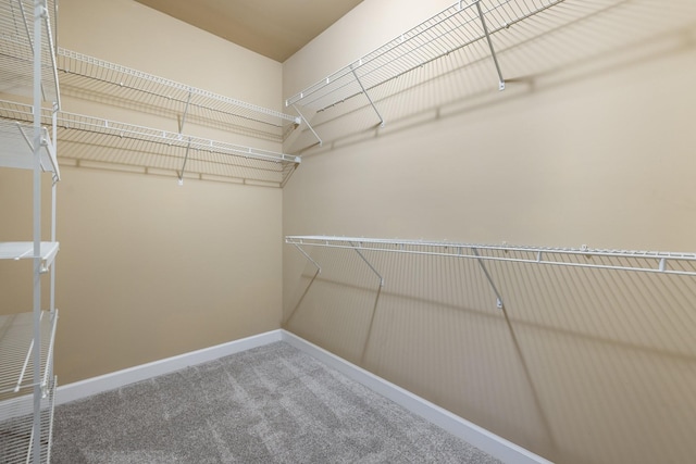 walk in closet with carpet flooring