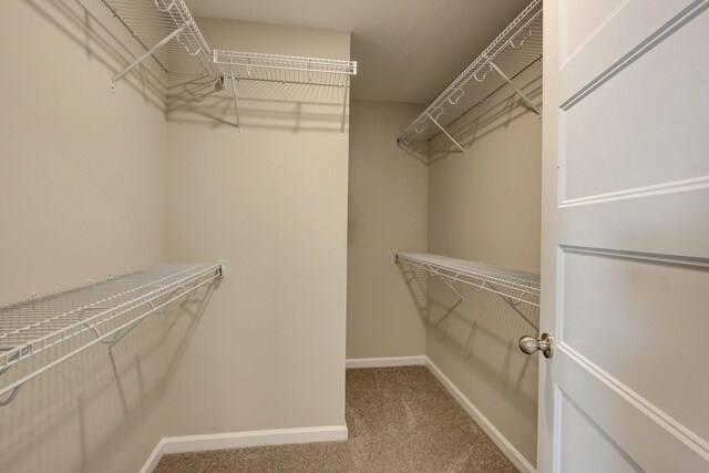 walk in closet with carpet flooring