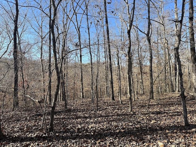 view of local wilderness