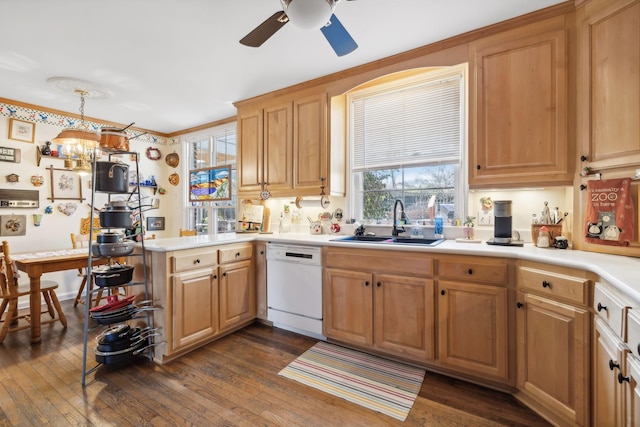 kitchen with pendant lighting, dark hardwood / wood-style flooring, white dishwasher, and sink