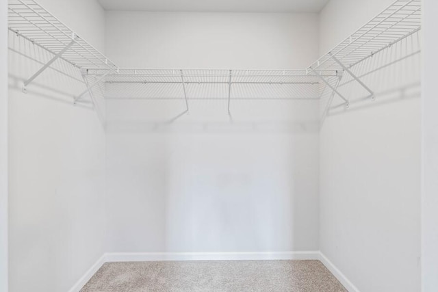 spacious closet featuring carpet flooring