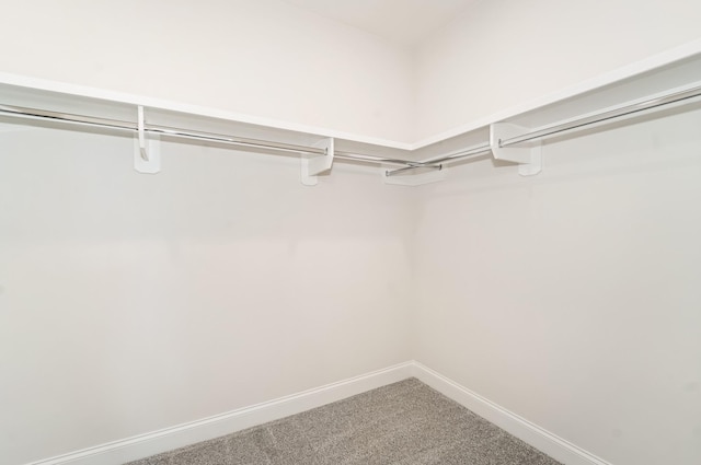 spacious closet featuring carpet