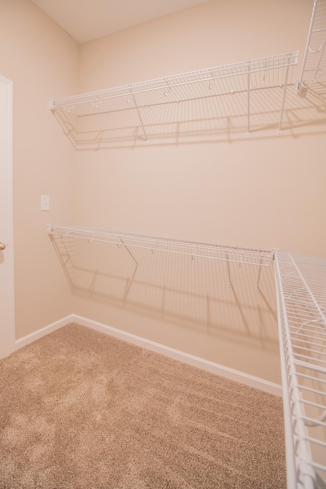 spacious closet featuring carpet flooring