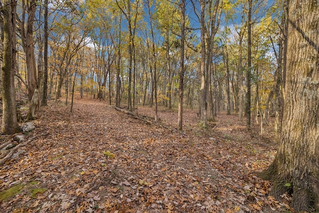 view of local wilderness