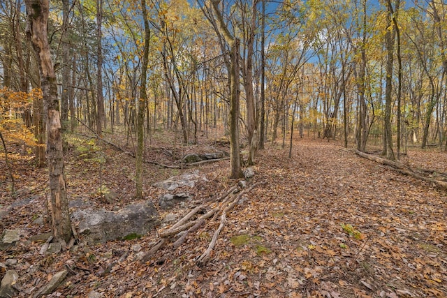 view of local wilderness