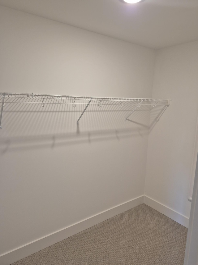 spacious closet featuring carpet flooring