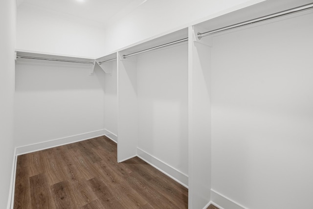 spacious closet featuring dark wood finished floors