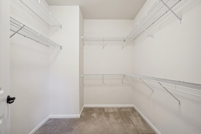 spacious closet featuring carpet floors