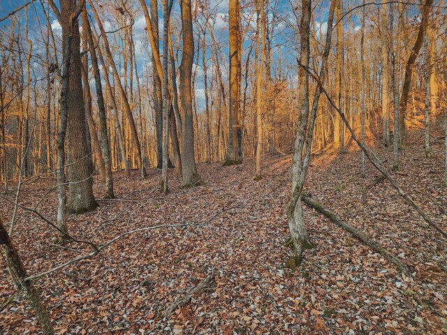 view of local wilderness