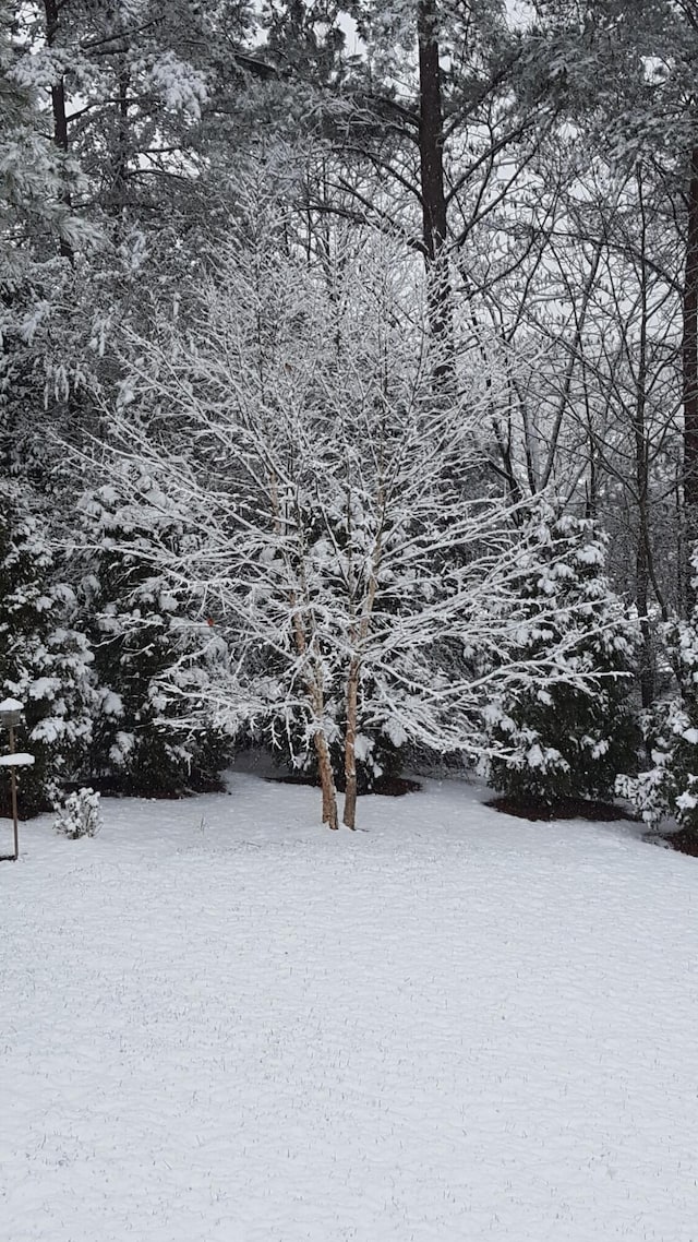 view of yard covered in snow