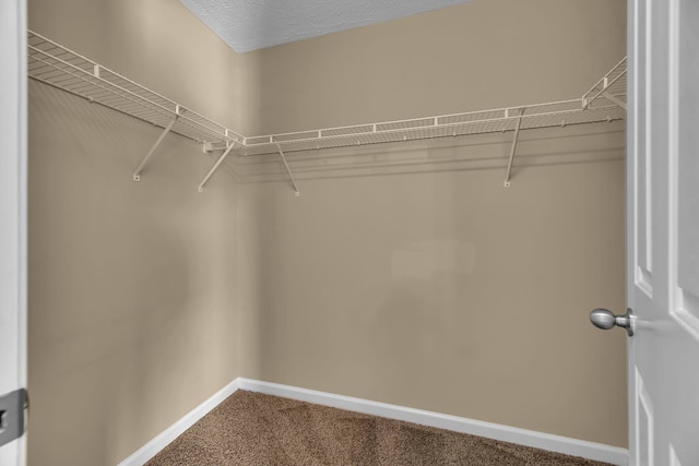 spacious closet featuring carpet flooring