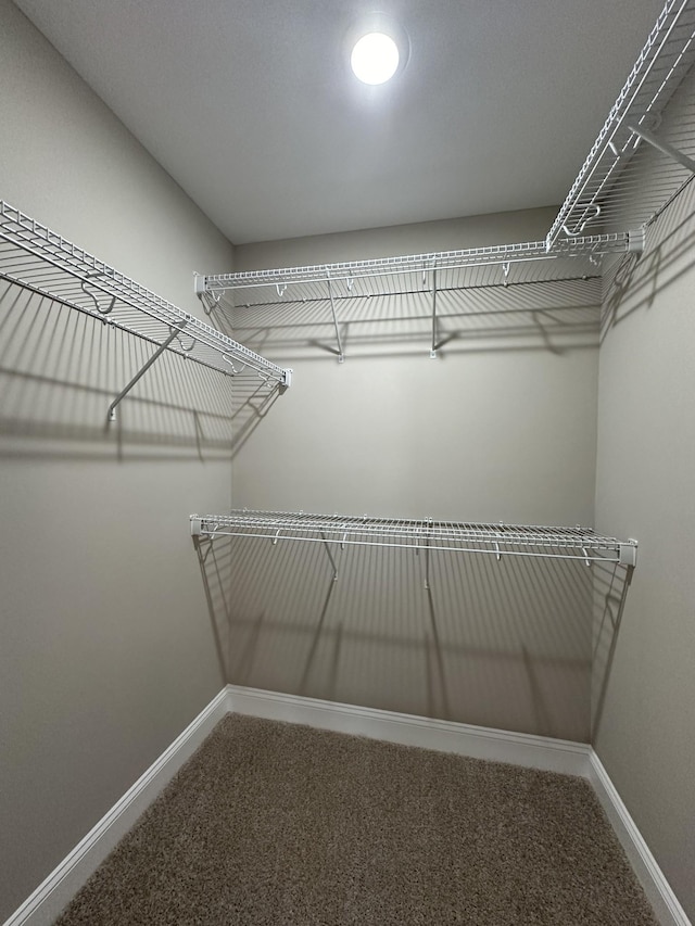 walk in closet with carpet flooring